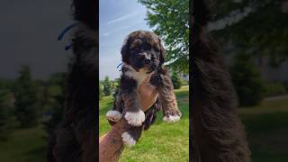 Skor is a big boy! #bernedoodle #puppy #bernedoodlepuppy #puppyvideos