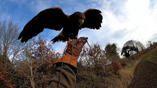 Harrishawk Hunting Pheasants & Crows #6