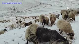 Faraşin Yaylası'nda kar yağışı etkili oldu