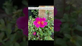 colors of portulaca and parsulane