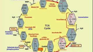 Entry Into TCA (Kreb's Cycle)