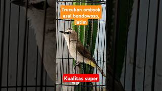 Trucukan ombyok jatim bondowoso, kualitas super