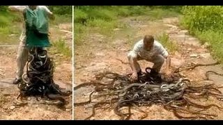 Watch: Crazy moment snake catcher releases hundreds of snakes in India