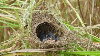 Baby sleep in the nest waiting mama to feed