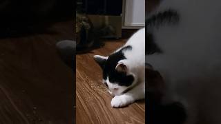 Cat flips out over catnip #pets #cats #catnip #funnycats