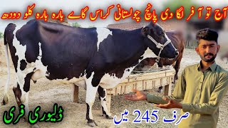 Cholistani cross gay 12kg milk by hand|چولستانی کراس گاے برائے فروخت|Gujjar farming tv