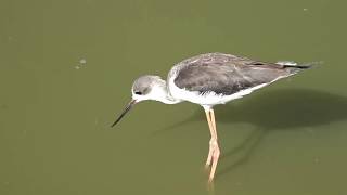 Amboseli National Park - Beautiful Birdlife