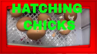 Hatching Chicks Beginning Bonus Video