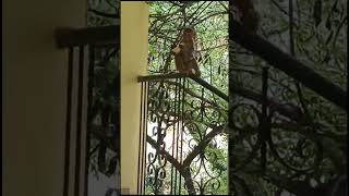 Baby monkey Eating banana  #feeding