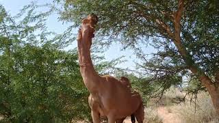 كيف يبدو جمل الصحراء وماذا يأكل؟ #animals #viralvideo #camel