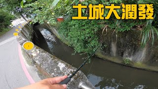 土城大潤發旁的水溝有魚嗎