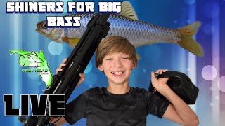 Giant shiner and bass hunting live! Back on the water after baby... #fish #fishing #florida