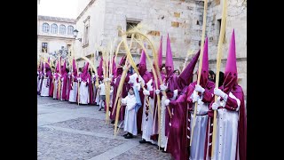 Procesión de La Borriquita en Zamora 2024