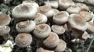 Шиитаке/Сбор первой волны#shiitakemushrooms