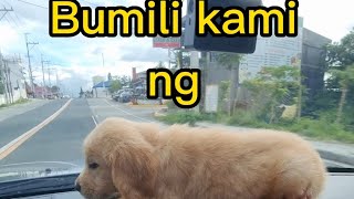 Bumili kami ng Golden Retriever !!!