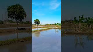 Traktor Sawah 010 #traktorsawah #shortvideo #alampedesaan #pemandangan