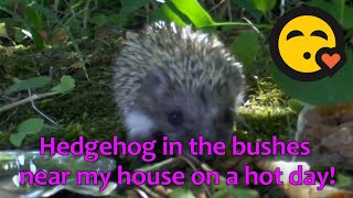 Hedgehog in the bushes near my house on a hot day!