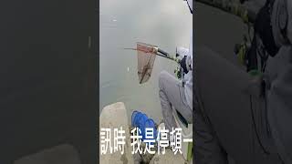 【河流野釣】吳郭魚吃餌訊號 #吳郭魚釣法 #吳郭魚釣組 #shorts