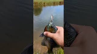 This big bluegill was pissed he got caught #fishing #bluegill #roostertail