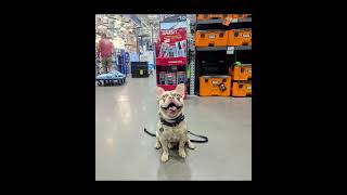 Phoenix Dog Training I French Bulldog Dog Trainers I Phoenix Dog Obedience I All-American K-9