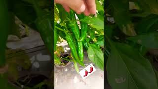 Cultivo de chiles 🌶️