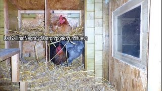 La vida dentro de un Gallinero  La Gallina Negra y la Marron ponen un Huevo