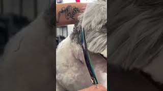 Shih Poo - Massive haircut in short time