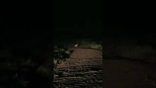 Wolves encountered in dark PT2