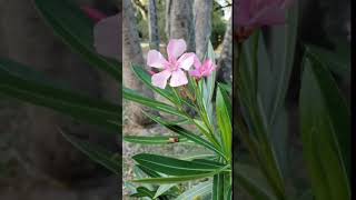 🌴🌸🐊Beautiful Florida Nature Walk🐊🌸🌴 #florida #nature