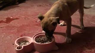 Puppy love new food i love her sound when she eat