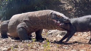 Times Komodo dragons went wild on prey.........