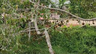 Panen raya buah Durian di Lampung Barat