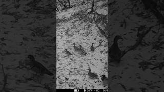 Ducks Out for a Walk in the Snow #trailcamera #duckhunting #publicland