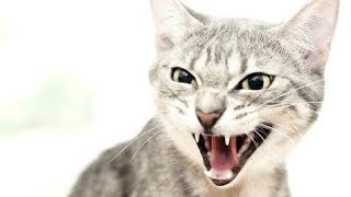 Cat Sound Effect |  Cat Meowing Sound Effect | Cat Sounds Angry