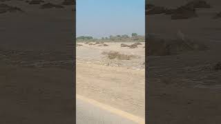 Journey through THAR DESERT in 50°C Hot Temperature in General