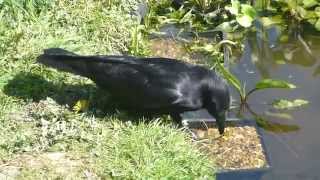 Carrion Crow taking tadpoles from my pond