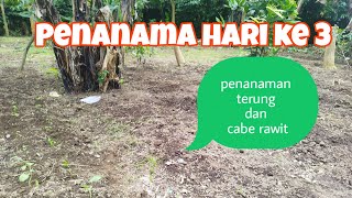 PROFESI LAIN‼️PROSES PENANAMAN TERUNG DI LADANG YANG LUAS #pedesaan #pertanian