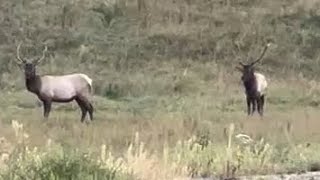 ￼ SOUTHERN GAP BULL ELK 🤯 #hunting #bullelk #appalachian #appalachiantrail2024  ￼