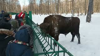 Зубр Мучага  Приокско Террасный заповедник 12 02  2023 г