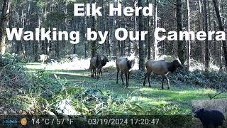 Elk Herd Walking by Our Trail Camera