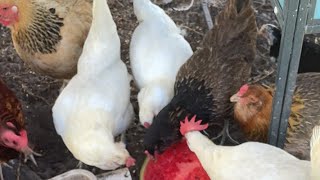 Feeding my chickens a watermelon