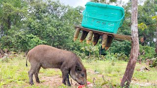 Best Creative Wild Pig Trap Using Sharp wood & Basket #shortvideo