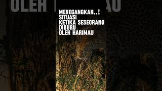 MENEGANGKAN...!! KETIKA SESEORANG DIBURU OLEH HARIMAU