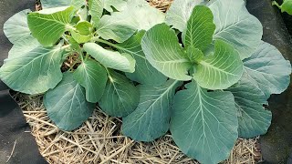 A Look At My Brassicas Growing #collardsandcabbage2024 #growyourownfood #enjoygardening #collards