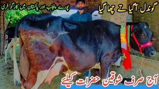 Gondal Dairy Farm ||Top Class Cows For Sale in Sargodha ||Top Milking Cows ||Shami Gondal