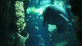 Manatee Ocean Animal Aquarium