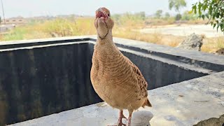 Grey Francolin Ki Awaz - Teetar ki Boli