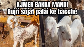 28November Ajmer bakra mandi live updates goat market cover with price Rajasthan biggest mandi