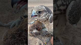 Bird Falcon attack and Eat other bird #birds #falcon #wildlife #ytshorts #shorts