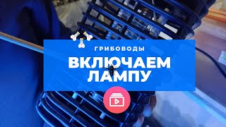 Когда включать лампу от грибного комарика в грибнице.Выращивание шампиньонов